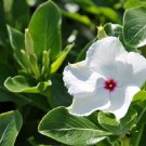 40+ SEEDS FRAGRANT COOLER PEPPERMINT VINCA FLOWER SEEDS PERIWINKLE ANNUAL (Seeds)
