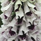50+ SEEDS PAM'S SPLIT FOXGLOVE DIGITALIS FLOWER SEEDS PERENNIAL (Seeds)