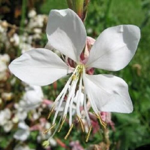 20+ SEEDS GAURA 'THE BRIDE" FLOWER RESEEDS (Seeds)