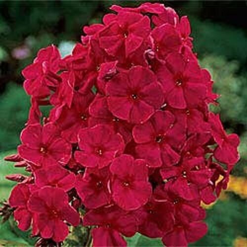 30+ SEEDS FRAGRANT RED PHLOX RESEEDING ANNUAL (Seeds)