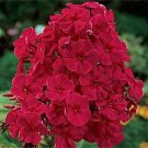 30+ SEEDS FRAGRANT RED PHLOX RESEEDING ANNUAL (Seeds)