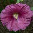 35+ SEEDS Light Purple Hollyhock Seeds PERENNIAL (Seeds)
