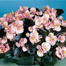 30+ SEEDS GORGEOUS BEGONIA PINK COCKTAIL BRANDY FLOWER SEEDS ANNUAL (Seeds)