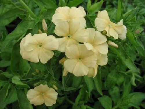 30+ SEEDS FRAGRANT SOFT YELLOW PHLOX RESEEDING ANNUAL (Seeds)