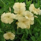 30+ SEEDS FRAGRANT SOFT YELLOW PHLOX RESEEDING ANNUAL (Seeds)
