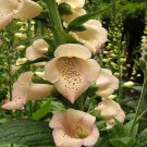 50+ SEEDS APRICOT BEAUTY FOXGLOVE DIGITALIS FLOWER SEEDS PERENNIAL (Seeds)
