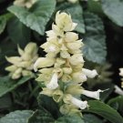 40+ SEEDS WHITE SALVIA SAGE FLOWER SEEDS PERENNIAL (Seeds) 40+ SEEDS WHITE SALVIA SAGE FLOWER SEEDS PERENNIAL (Seeds)
