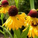 50+ SEEDS HELENIUM PURPLE HEADED TINY DANCER PERENNIAL FLOWER (Seeds) 50+ SEEDS HELENIUM PURPLE HEADED TINY DANCER PERENNIAL FLOWER (Seeds)