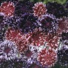 40+ SEEDS CENTAUREA FROSTED QUEEN MIX BACHELOR'S BUTTON CORNFLOWER FLOWER MIX (Seeds)