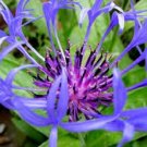 35+ SEEDS CENTAUREA MONTANA CORNFLOWER BACHELOR'S BUTTON FLOWER SEEDS ANNUAL (Seeds)
