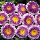 30+ SEEDS LIGHT BLUE POMPOM ASTER PERENNIAL FLOWER (Seeds)