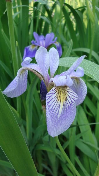 20+ SEEDS NORTHERN BLUE FLAG IRIS FLOWER SEEDS PERENNIAL IRIS VERSICOLOR (Seeds)