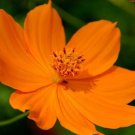 35+ SEEDS COSMOS COSMIC ORANGE FLOWER (Seeds)
