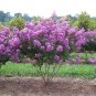 35+ SEEDS DK. PINK CRAPE MYRTLE TREE SHRUB FLOWER PERENNIAL (Seeds)