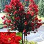 35+ SEEDS DK. PINK CRAPE MYRTLE TREE SHRUB FLOWER PERENNIAL (Seeds)