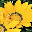 30+ SEEDS GAZANIA KISS YELLOW FLOWER SEEDS RESEEDING ANNUAL (Seeds)