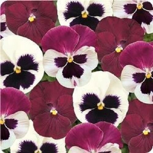 30+ SEEDS PANSY MATRIX RASPBERRY SUNDAE FLOWER SEEDS FRAGRANT (Seeds)