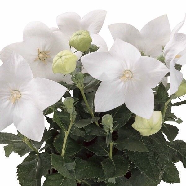 40+ SEEDS WHITE PLATYCODON BALLOON FLOWER SEEDS PERENNIAL (Seeds)