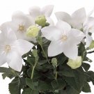 40+ SEEDS WHITE PLATYCODON BALLOON FLOWER SEEDS PERENNIAL (Seeds)