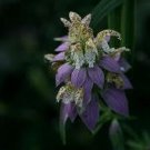 50+ SEEDS MONARDA SPOTTED BEE BALM FLOWER (Seeds)