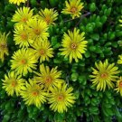 50+ SEEDS DOROTHEANTHUS BELLIDIFORMIS YELLOW ICE PLANT FLOWER SEEDS PERENNIAL (Seeds)