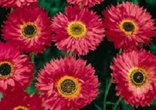 40+ SEEDS GOLIATH TETRA RED DOUBLE DAISY ANNUAL FLOWER SEEDS ACROCLINIUM ROSEUM (Seeds)