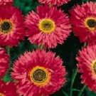40+ SEEDS GOLIATH TETRA RED DOUBLE DAISY ANNUAL FLOWER SEEDS ACROCLINIUM ROSEUM (Seeds)