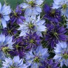 50+ SEEDS NIGELLA LOVE IN THE MIST MIX FLOWER SEEDS LONG LASTING RESEEDING ANNUAL (Seeds)