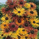 30+ SEEDS RUDBECKIA CHIM CHIMINEE FLOWER SEEDS MIX (Seeds)