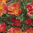 40+ SEEDS PEACH STRAWBERRY CALIFORNIA POPPY FLOWER SEEDS MIX PAPAVER RESEEDING ANNUAL (Seeds)