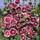 15+ SEEDS CREME DE CASSIS HOLLYHOCK FLOWER SEEDS PERENNIAL (Seeds)