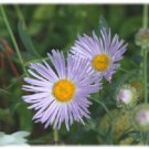 30+ SEEDS ASTER BOLTONIA ASTEROIDES / PERENNIAL FLOWER (Seeds)