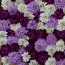 50+ SEEDS IBERIS EVERGREEN BRILLIANT FLASH FLOWER SEED MIX (Seeds)