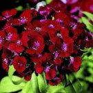 30+ SEEDS CRIMSON RED DIANTHUS FLOWER SEEDS PERENNIAL (Seeds)