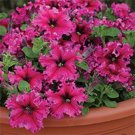 30+ SEEDS PETUNIA GRANDIFLORA EXPRESSO FRAPPE ROSE FLOWER SEEDS ANNUAL (Seeds)