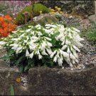 25+ SEEDS PENSTEMON HIRSUTUS SNOWBELLS FLOWER SEEDS HARDY PERENNIAL (Seeds)