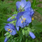 70+ SEEDS POLEMONIUM, PEARL BLUE JACOB'S LADDER FLOWER SEEDS PERENNIAL (Seeds)