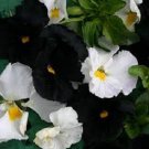 35+ SEEDS NIGHT AND DAY BLACK AND WHITE VIOLA FLOWER SEED MIX SHADE PERENNIAL (Seeds)