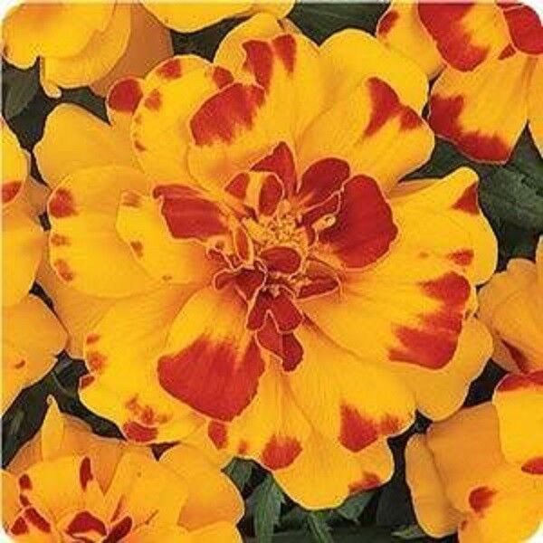 35+ SEEDS MARIGOLD FRENCH DURANGO BOLERO ANNUAL FLOWER (Seeds)