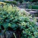 50+ SEEDS ACHEMILLA / LADIES MANTLE PERENNIAL FLOWER SEEDS LONG LASTING (Seeds)