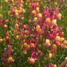40+ SEEDS LINARIA LICILIA PEACH FLOWER SEEDS / SELF-SEEDING ANNUAL SNAPDRAGON-LIKE (Seeds)