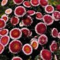 20+ SEEDS GIANT RED MOON ASTER FLOWER SEEDS RESEEDING ANNUAL (Seeds)