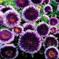 20+ SEEDS GIANT RED MOON ASTER FLOWER SEEDS RESEEDING ANNUAL (Seeds)