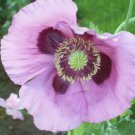 50+ SEEDS LAVENDER POPPY FLOWER SEED PERENNIAL PAPAVER ORIENTALE (Seeds)
