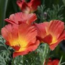 40+ SEEDS STRAWBERRY FIELDS CALIFORNIA POPPY FLOWER SEEDS MIX RESEEDING ANNUAL (Seeds)