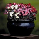 30+ SEEDS GORGEOUS BEGONIA NIGHTLIFE MIX FLOWER SEEDS DEEP BRONZE LEAVES ANNUAL (Seeds)
