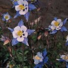 25+ SEEDS AQUILEGIA COLUMBINE HEAVENLY BLUE AND WHITE FLOWER SEEDS PERENNIAL (Seeds)