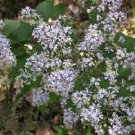 40+ SEEDS ASTER DRUMMONDII FLOWER SEEDS PERENNIAL (Seeds)