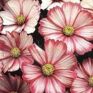 35+ SEEDS COSMOS BI-COLOR PEPPERMINT TWIST FLOWER (Seeds)