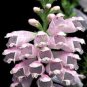40+ SEEDS WHITE OBEDIENT PLANT FALSE DRAGON FLOWER SEEDS PERINNIAL (Seeds)